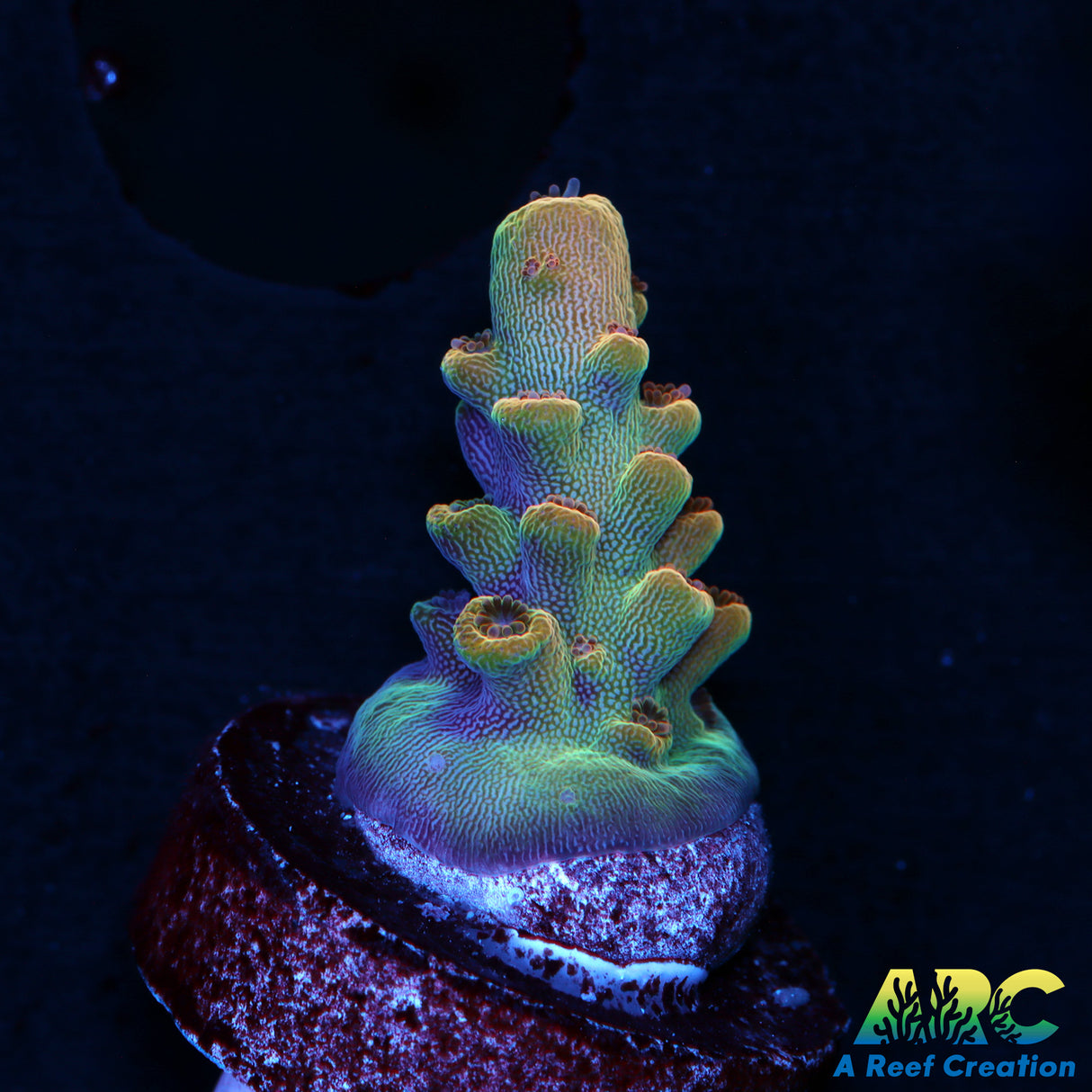 ARC Anthony's Pink Granulosa