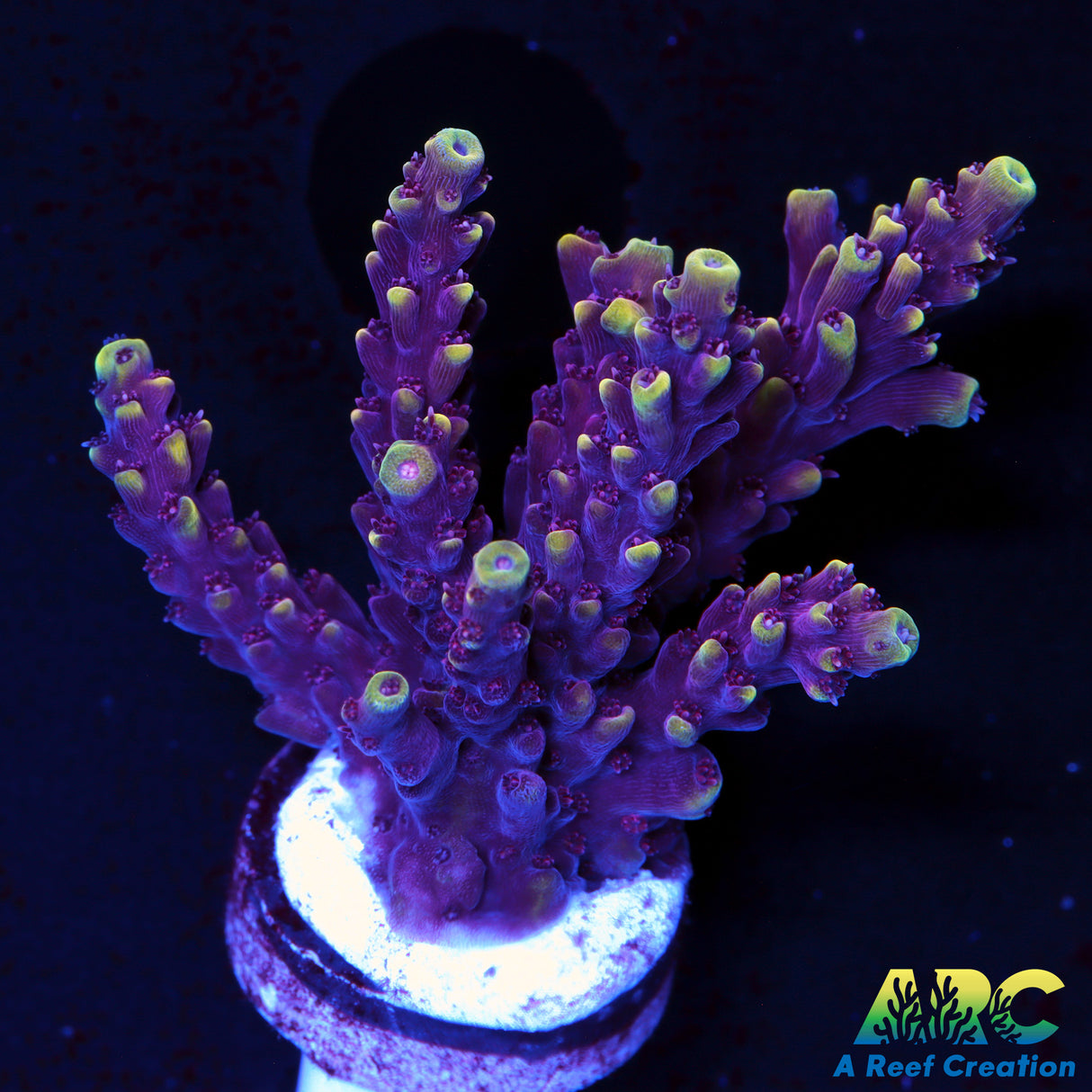 RRC Pink Caddy Acro