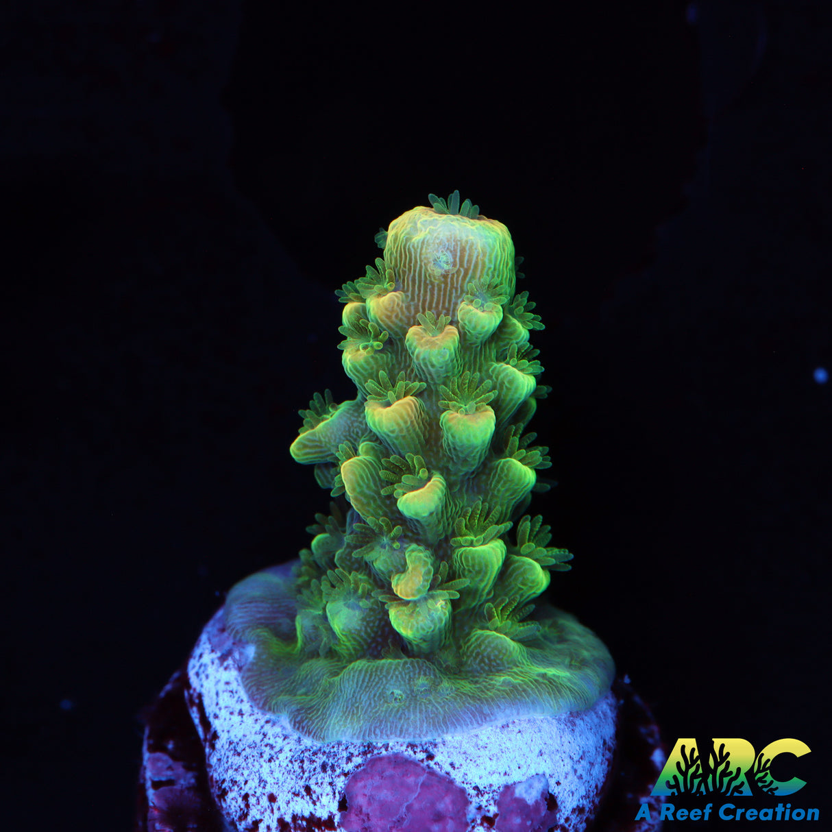 ARC Peachy Humilus