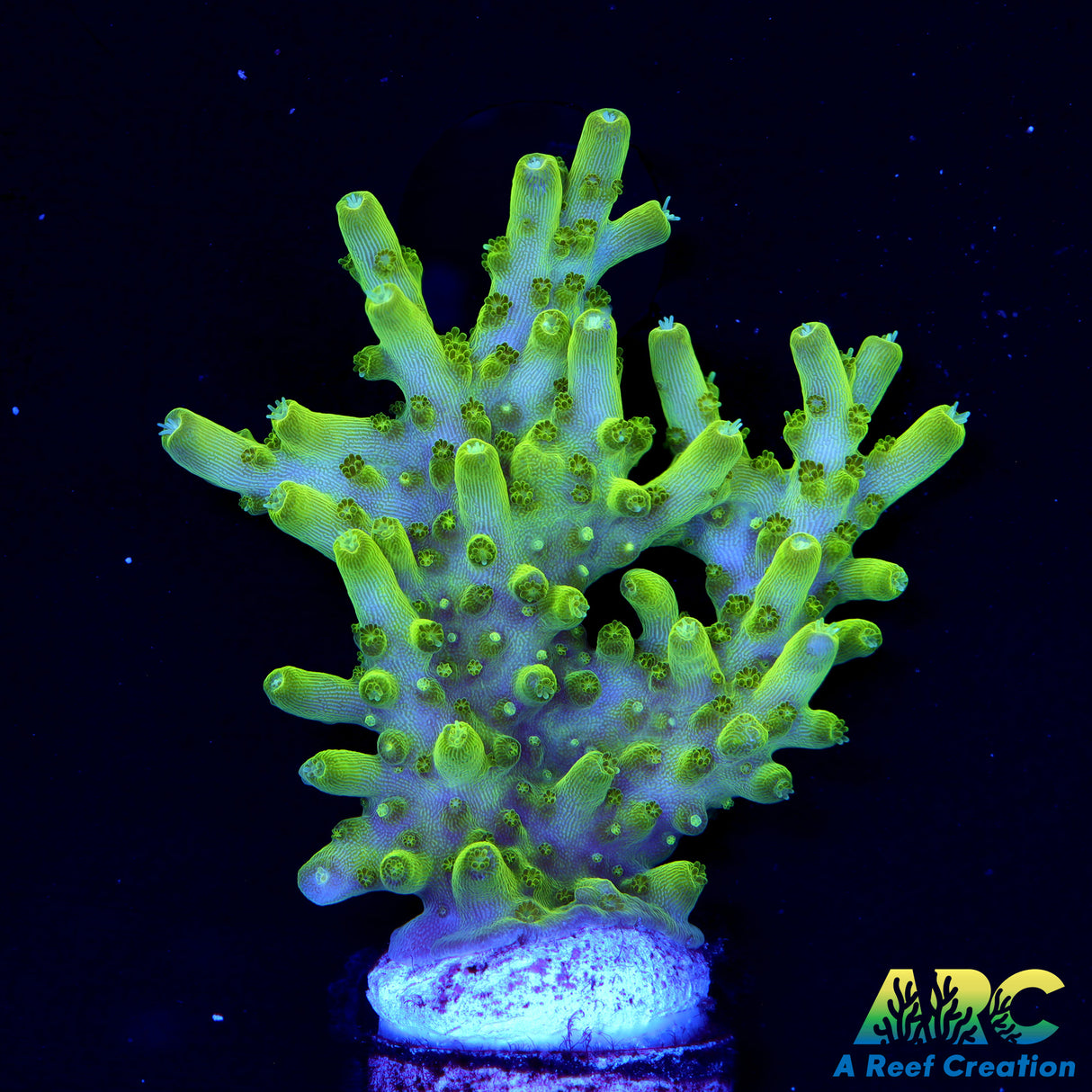 Copps Bright Green Efflo Chunk