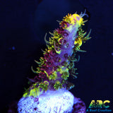 RRC Rainbow Splice Milli