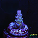 JF Jolt Acro
