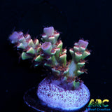 TGC Cherry Bomb Tenuis