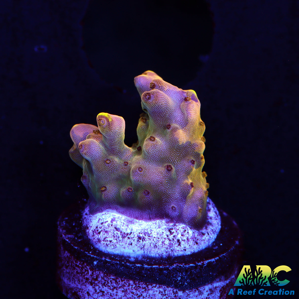 TCK Grafted Inferno Acro