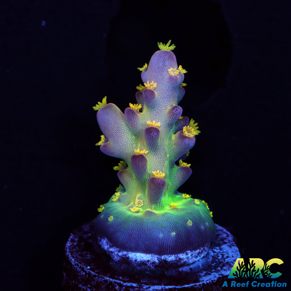 JF Fantasy Island Acro