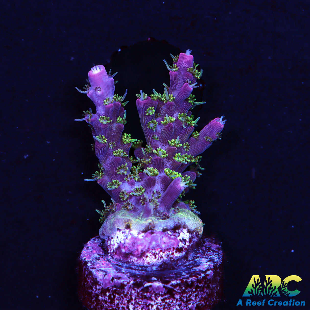ARC Purple Hairy Monster