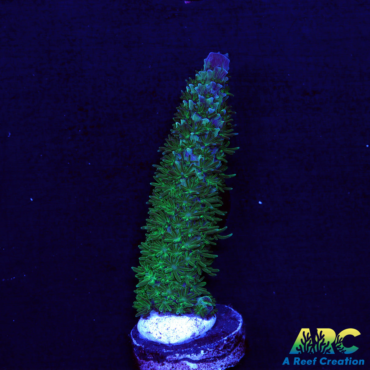 Sanjay's Blue Abrolhosensis Stag