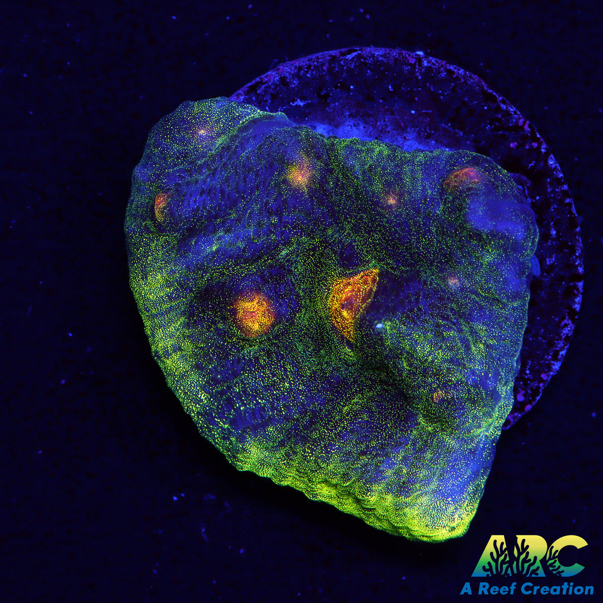 ARC Primal Fear Chalice