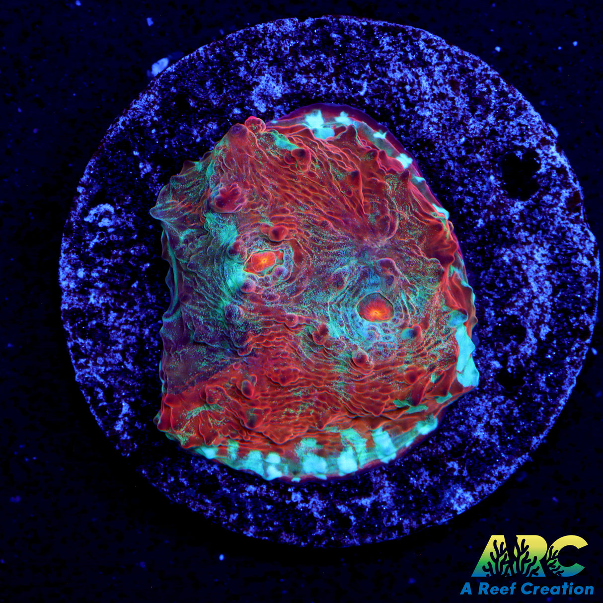 ARC Crazy Calypso Chalice