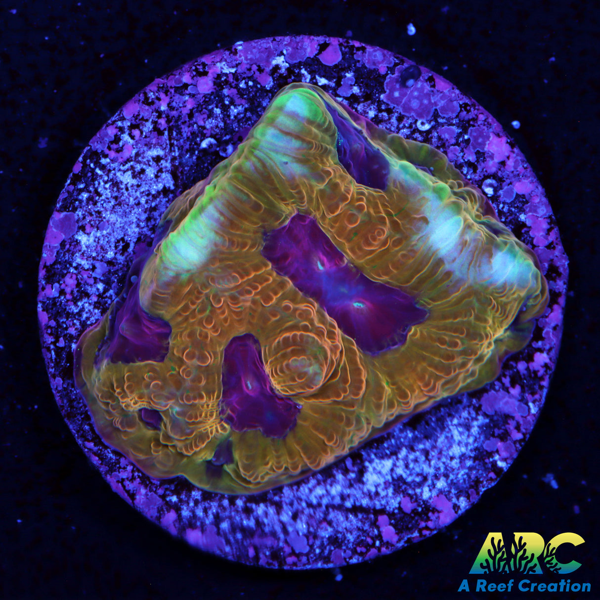 Pineapple Express Favites