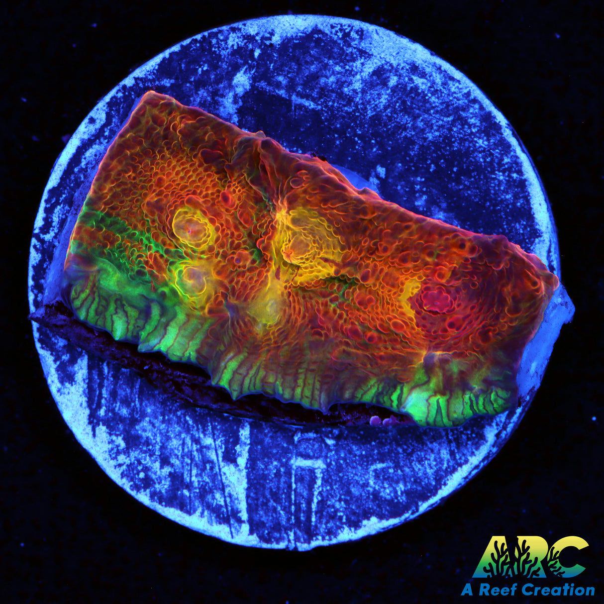 ARC Rainbow Sunset Chalice