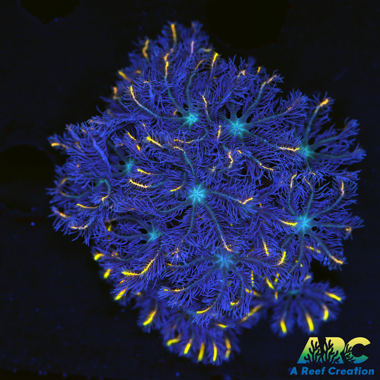 Gold Strip Cloves Chunk