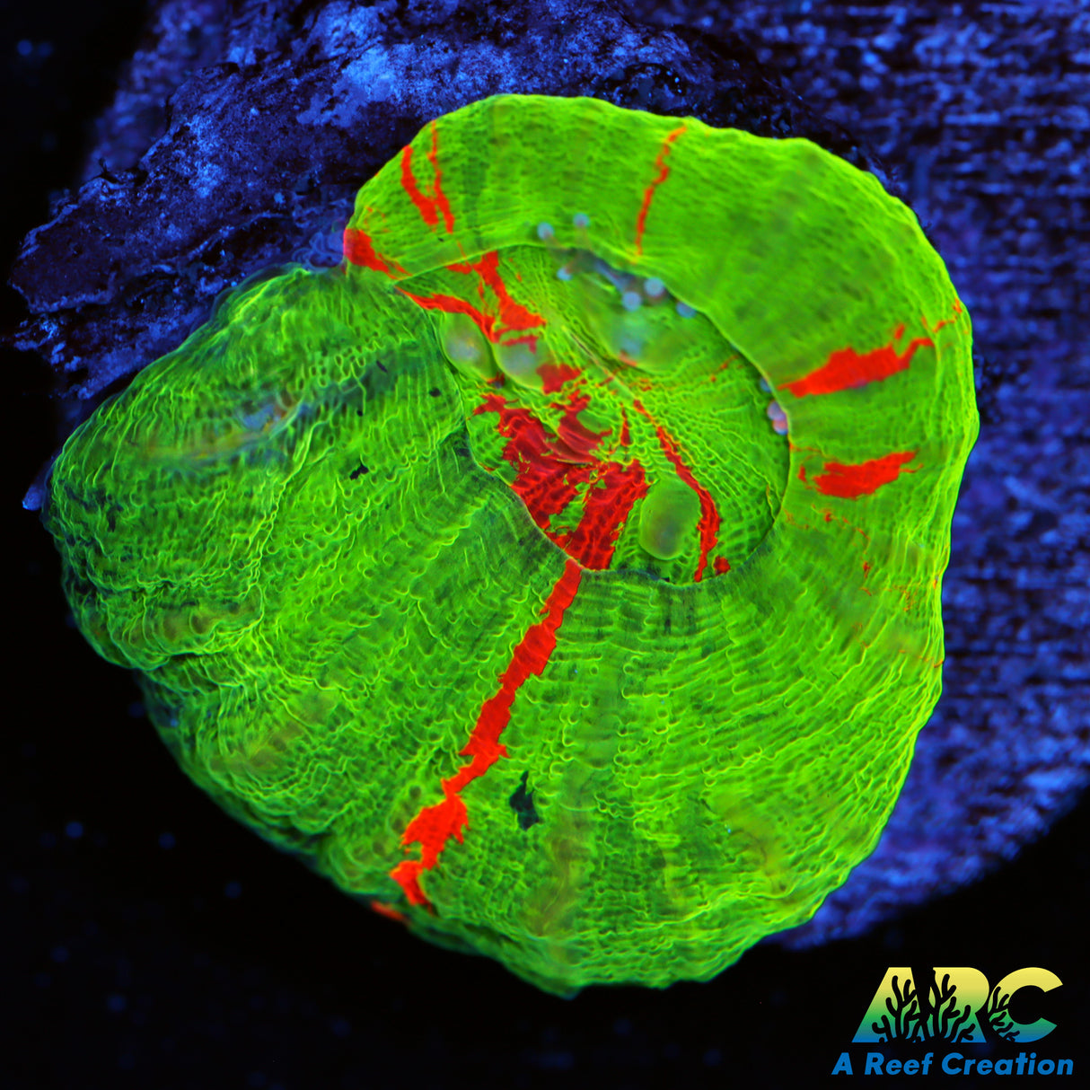Bleeding Apple Scoly Frag