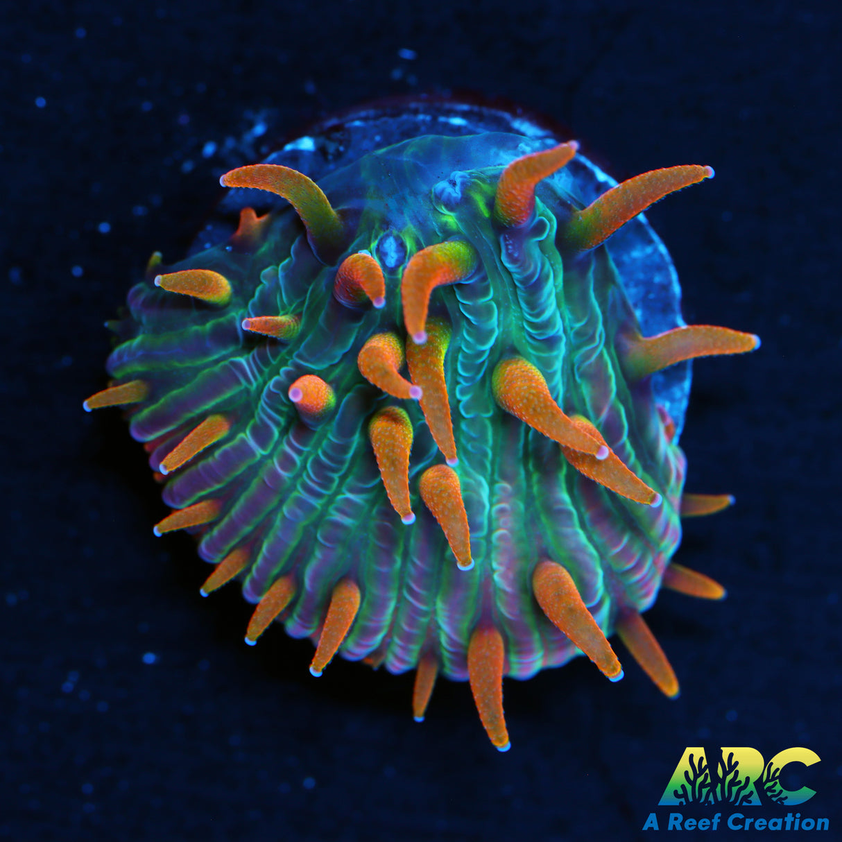 ARC Flaming Hydra Diaseris