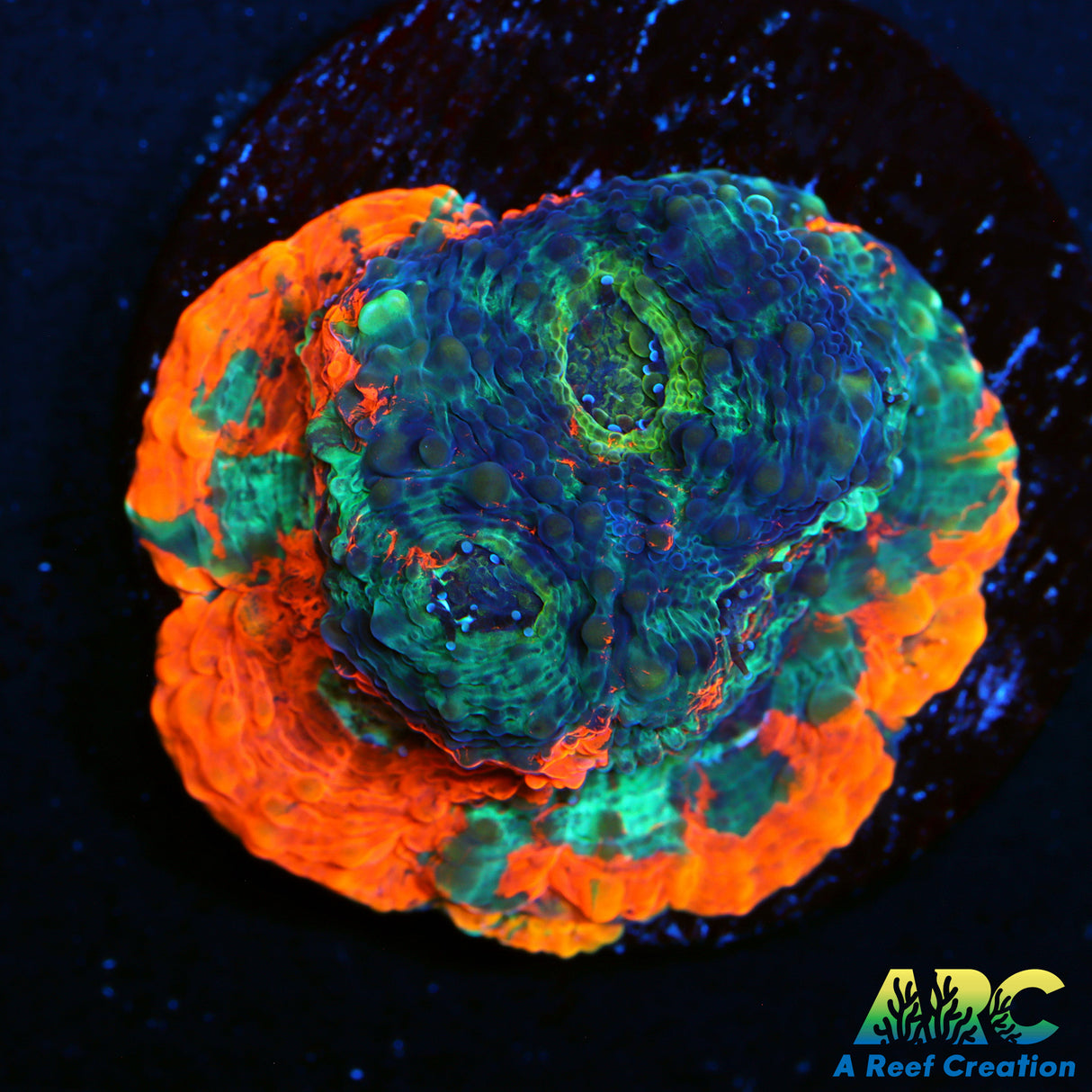 Orange Crush Acan Echinata