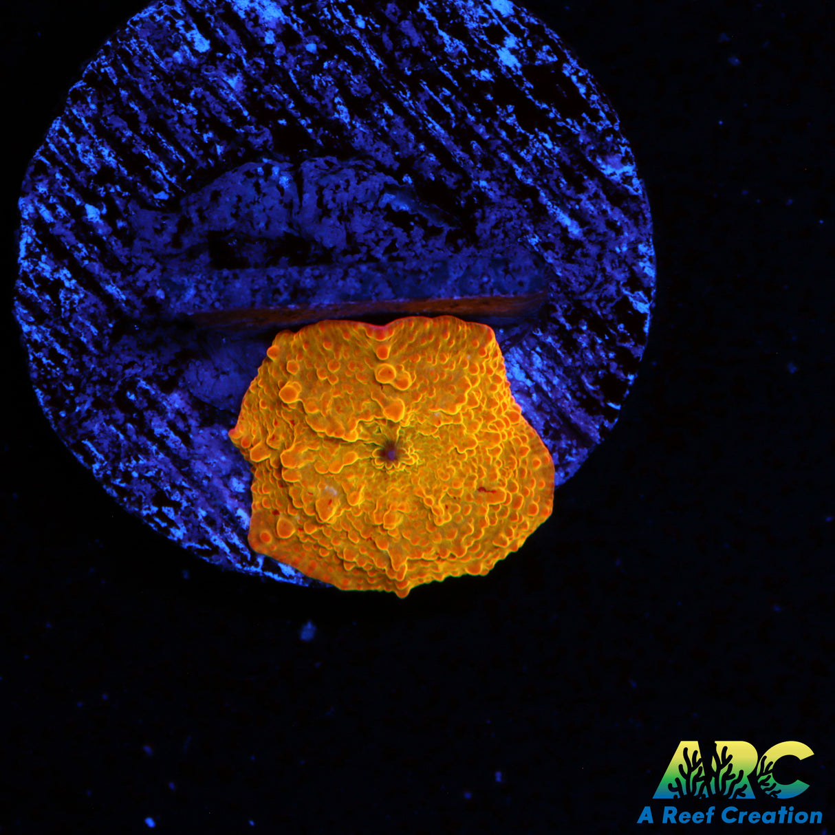 Tie Dye Jawbreaker Mushroom