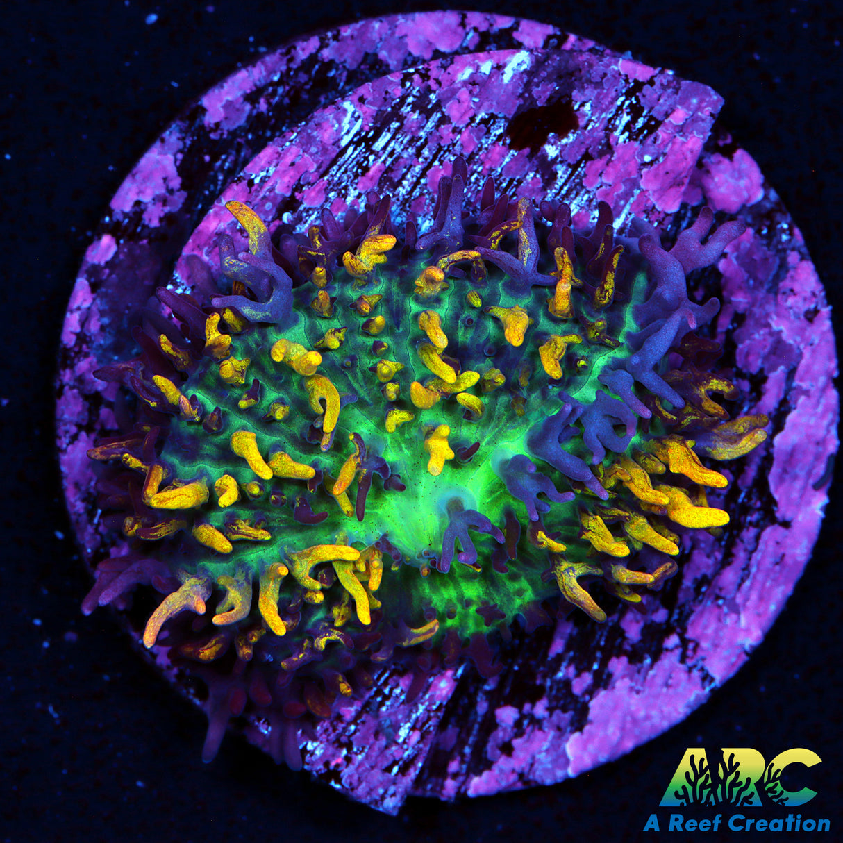 CC Magic Carpet Mushroom