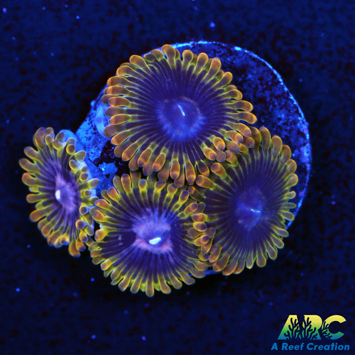 ARC Rainbow Zoa