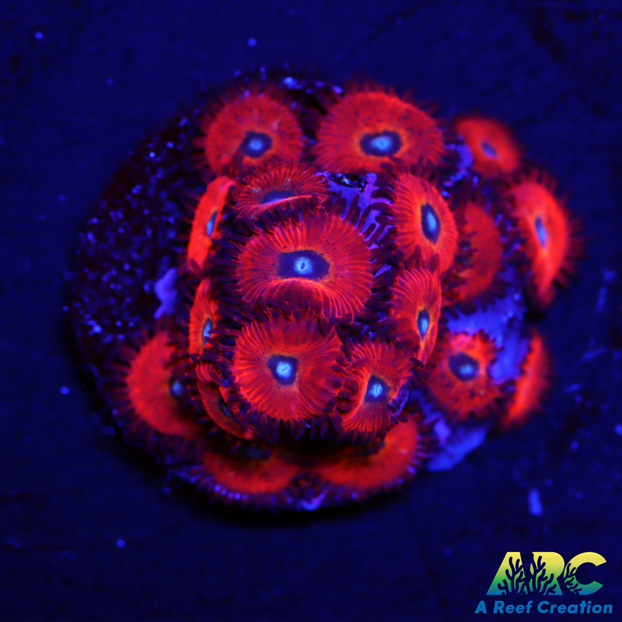 WWC Charmander Zoas