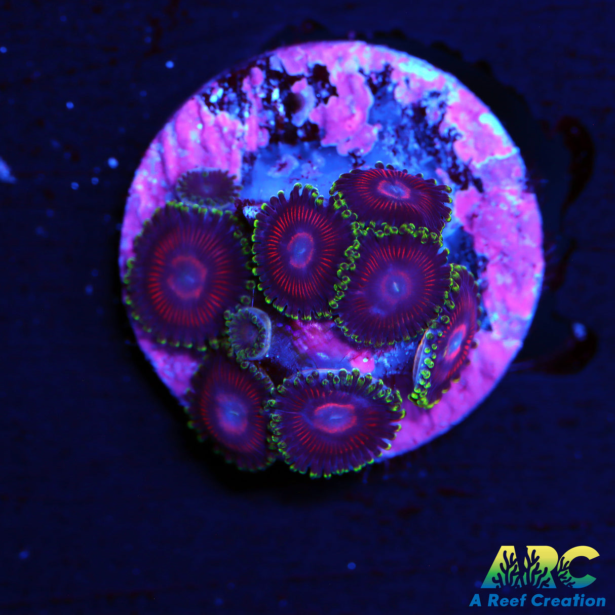 WWC Mini Me Zoas