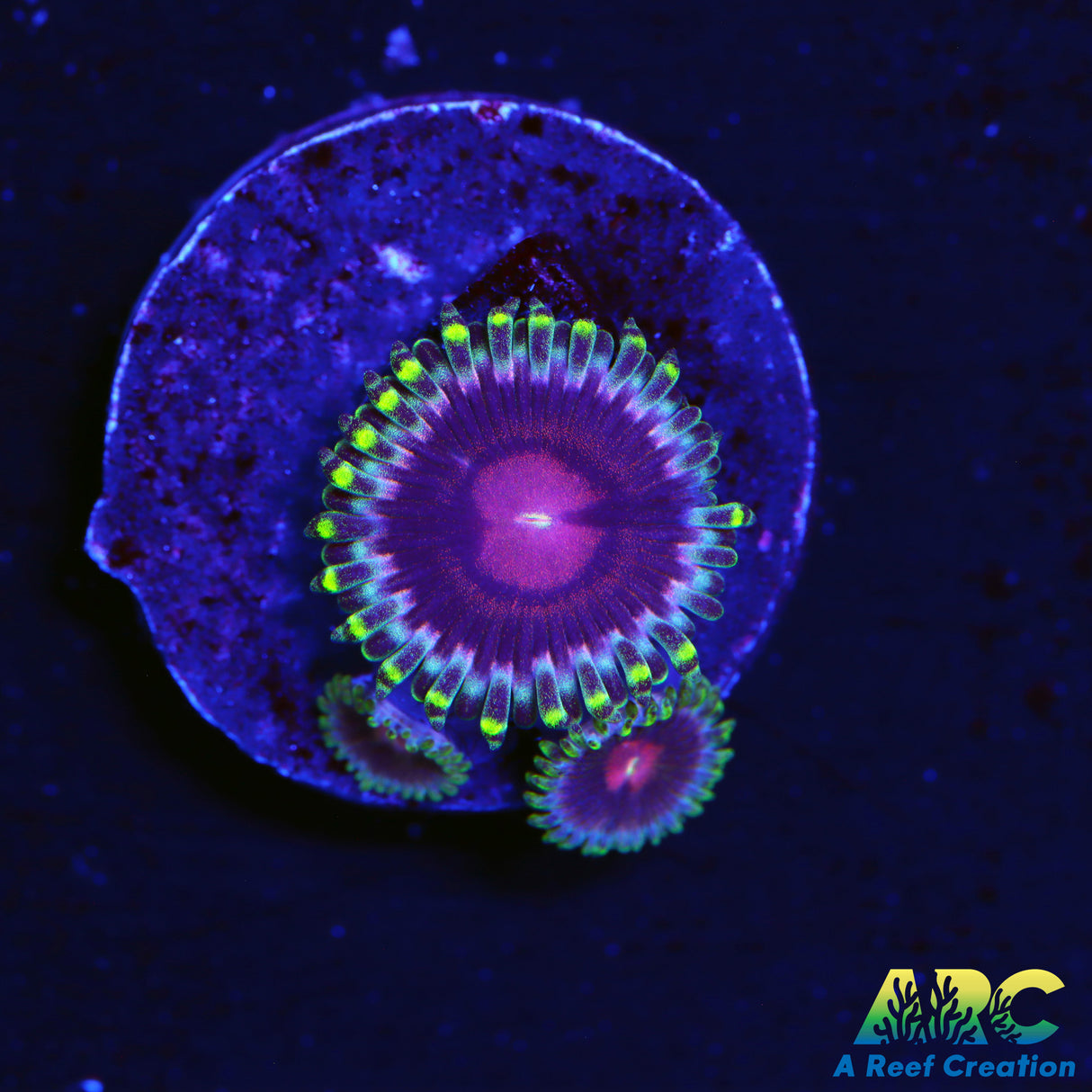 WWC Lucky Kentucky Zoas