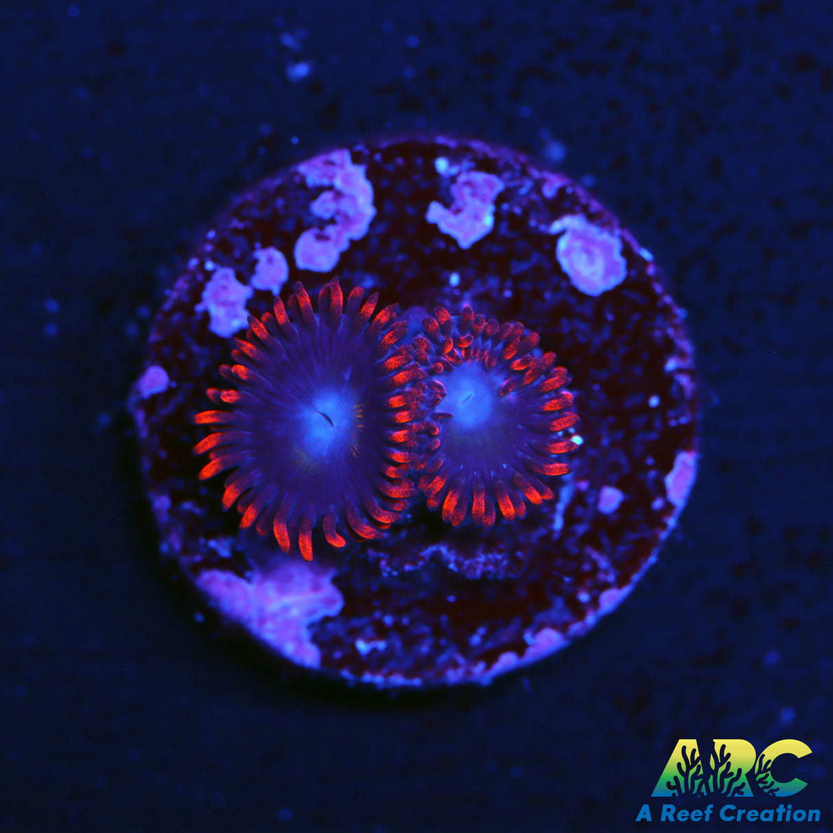 Spidermans Zoas