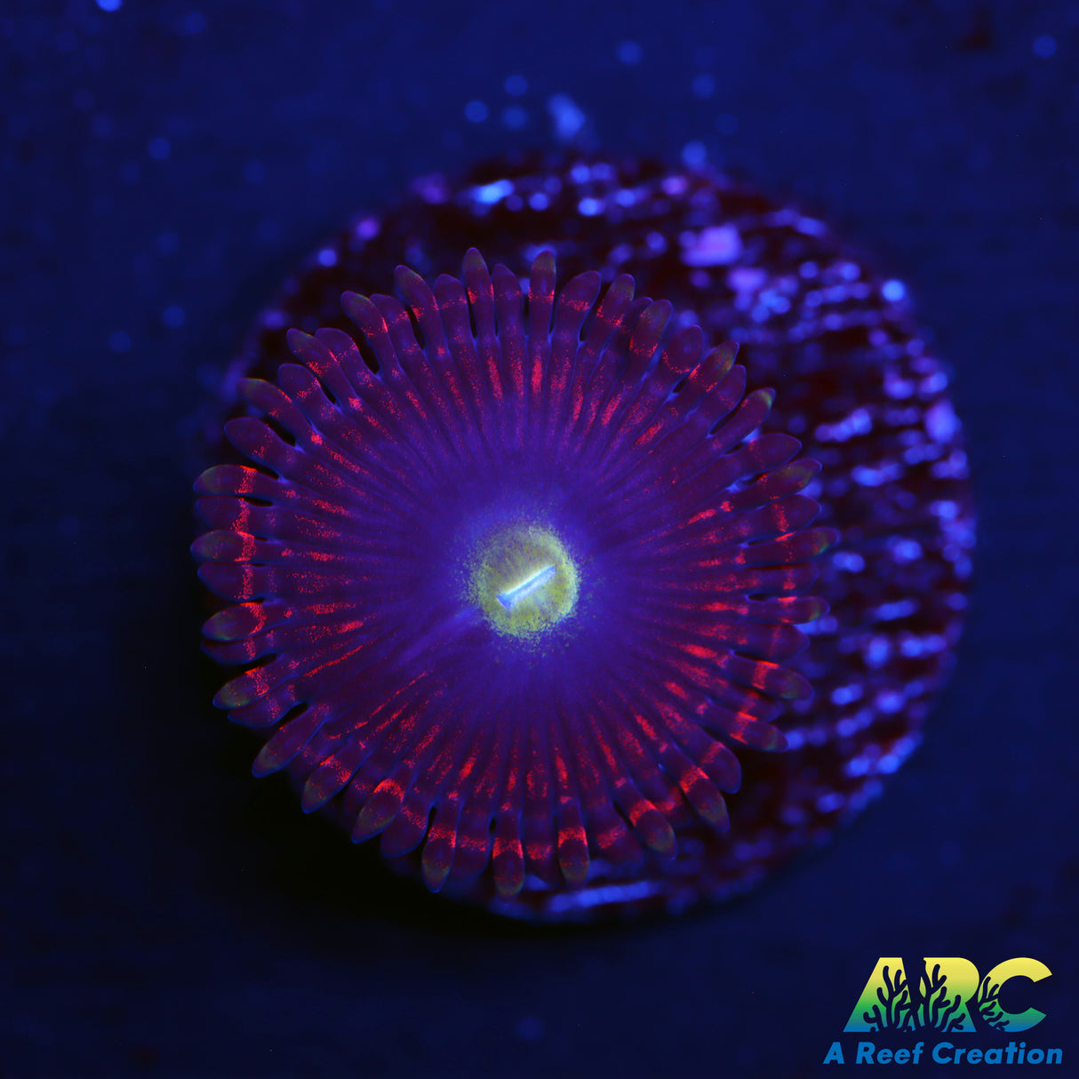 Hyper Pheonix Zoa