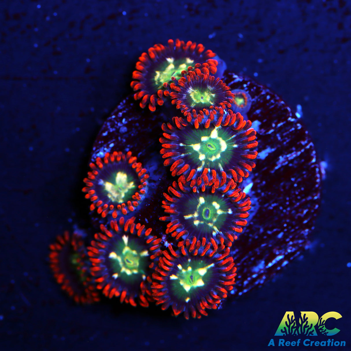 Alpha Omegas Zoas
