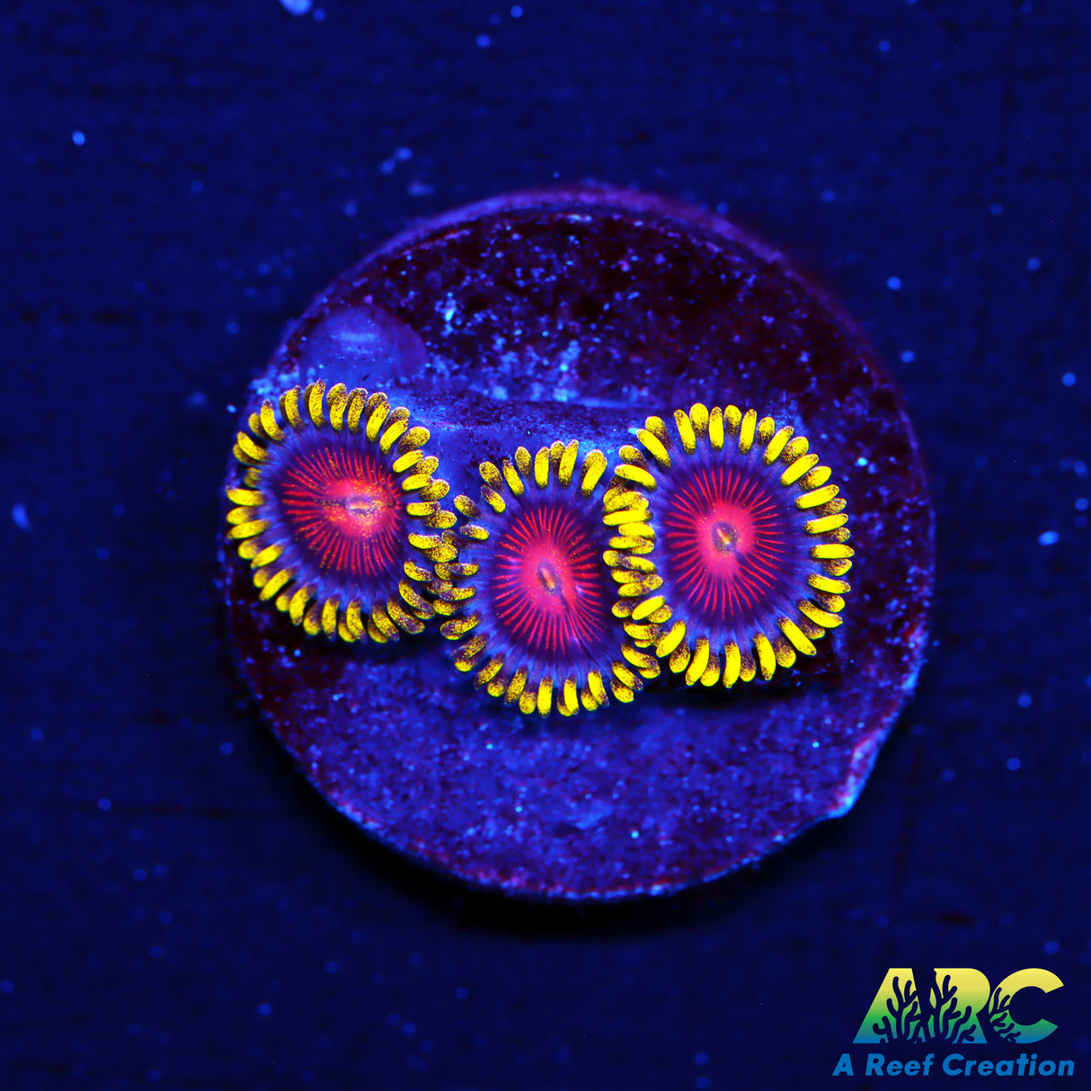 CC Spitfire Zoas