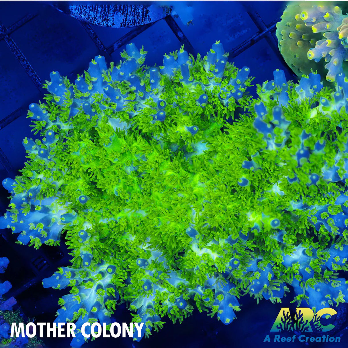 RRC Marvin The Martian