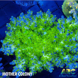 RRC Marvin The Martian