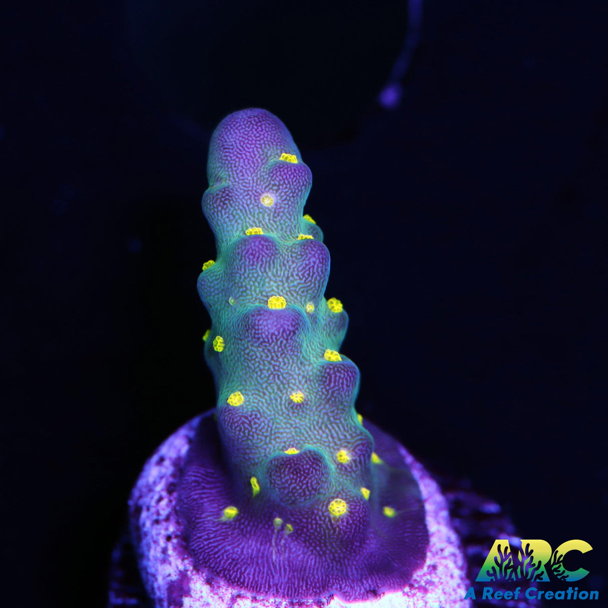 Bonsai Acro