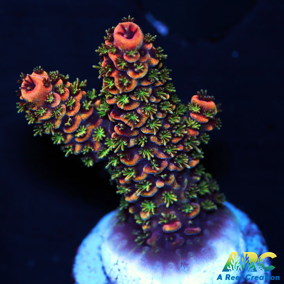ARC Rainbow Spath – A Reef Creation