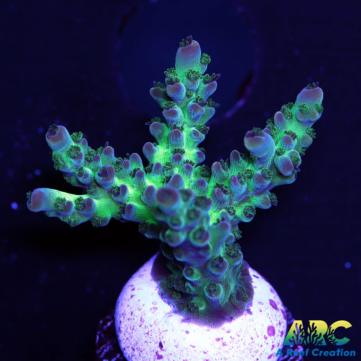 ARC Northern Lights Acro