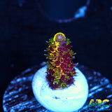 RRC Rainbow Splice