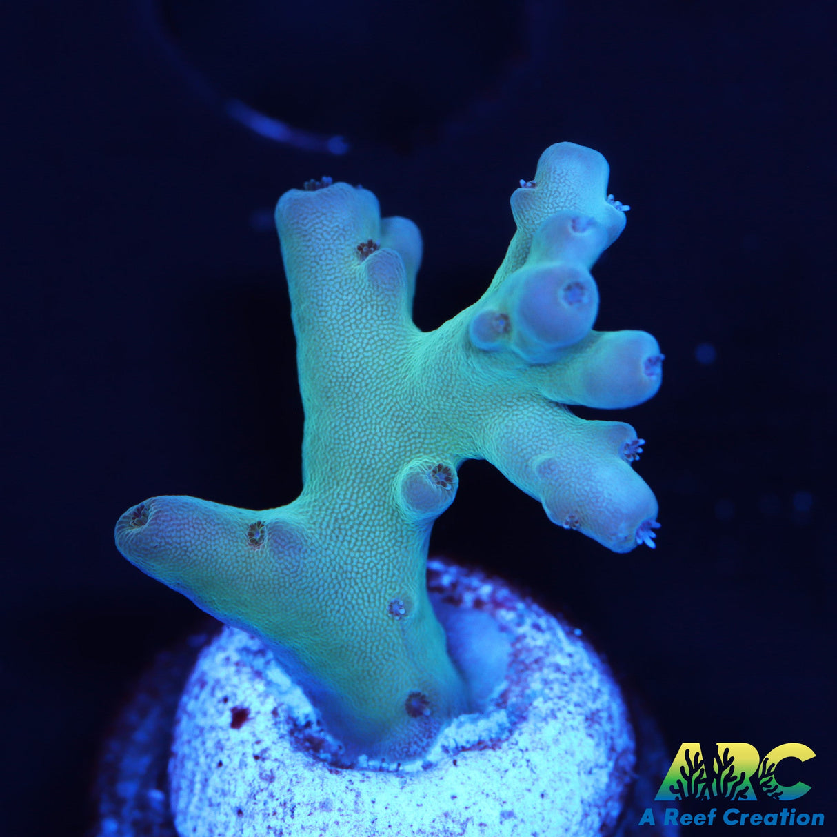 Deepwater Lokani Acro