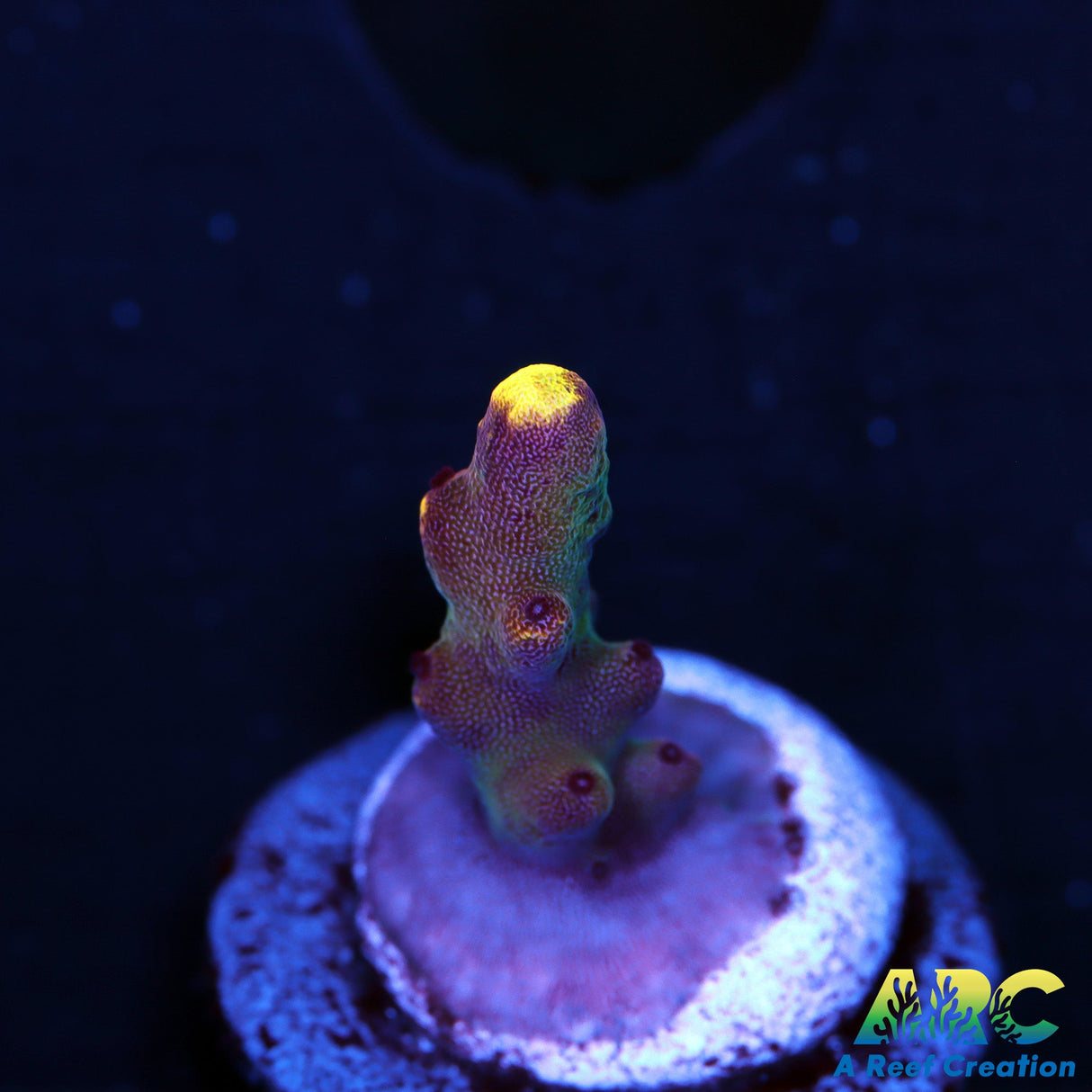 JF Fox Flame Acro