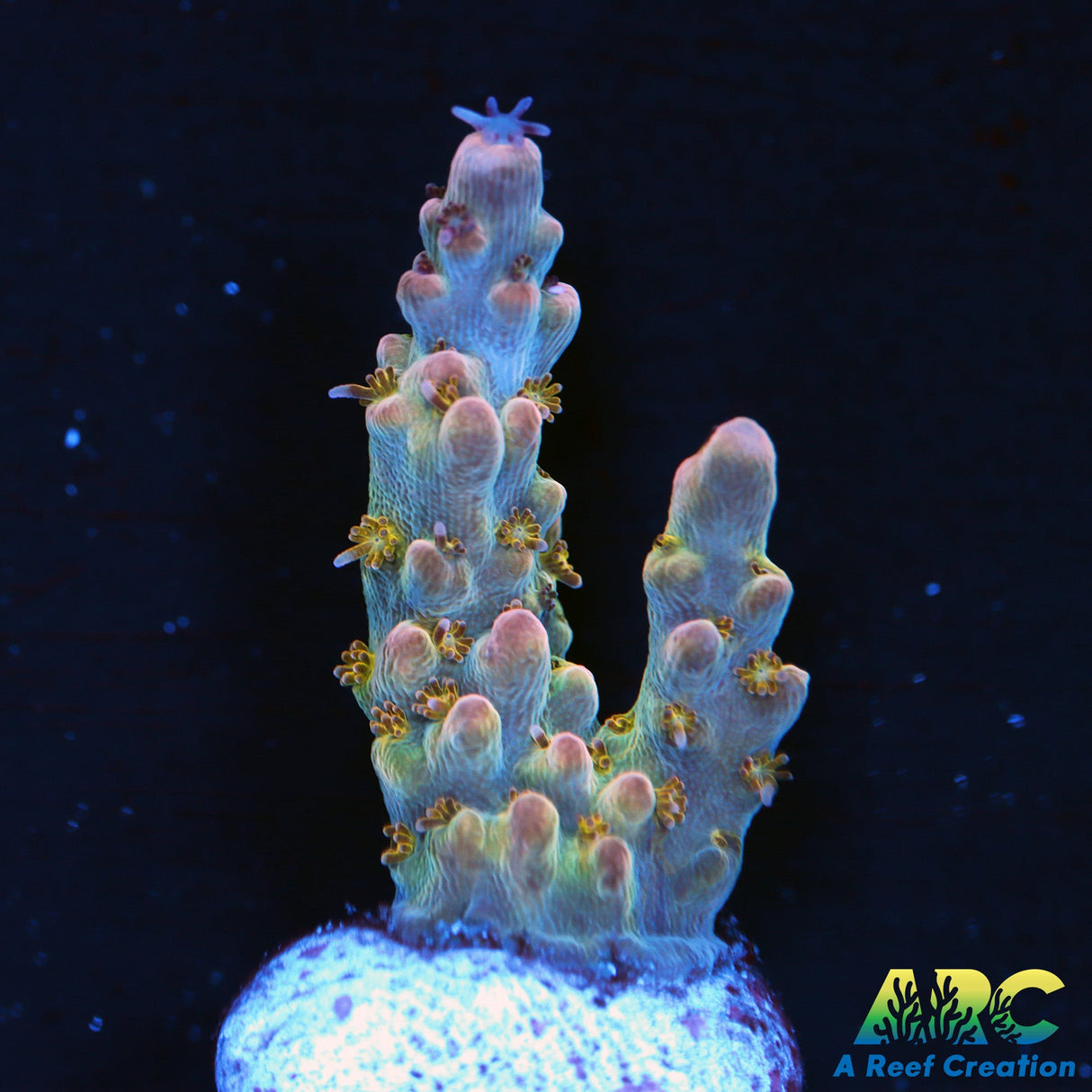 ARC Pomegranate