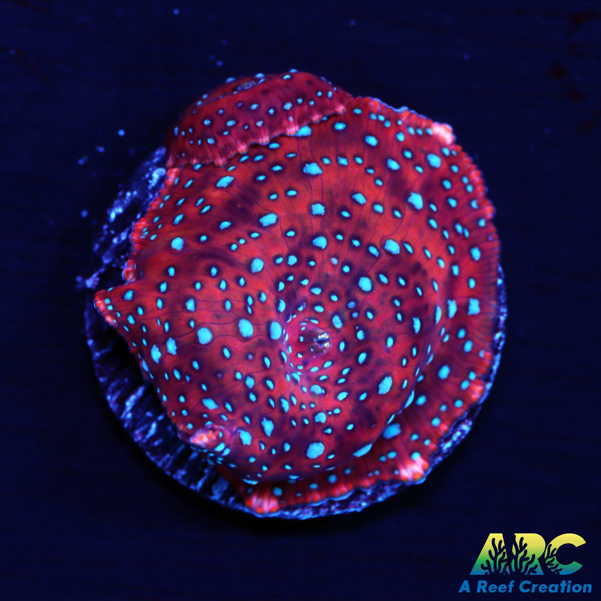 Superman Disco Mushroom