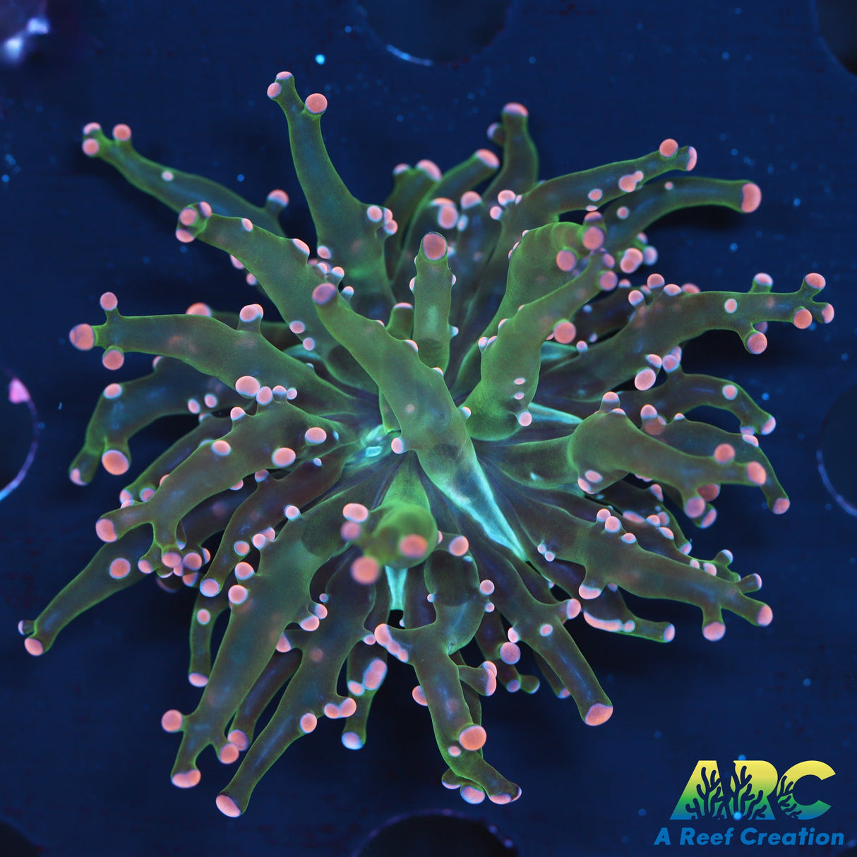 Green and Peach Octospawn