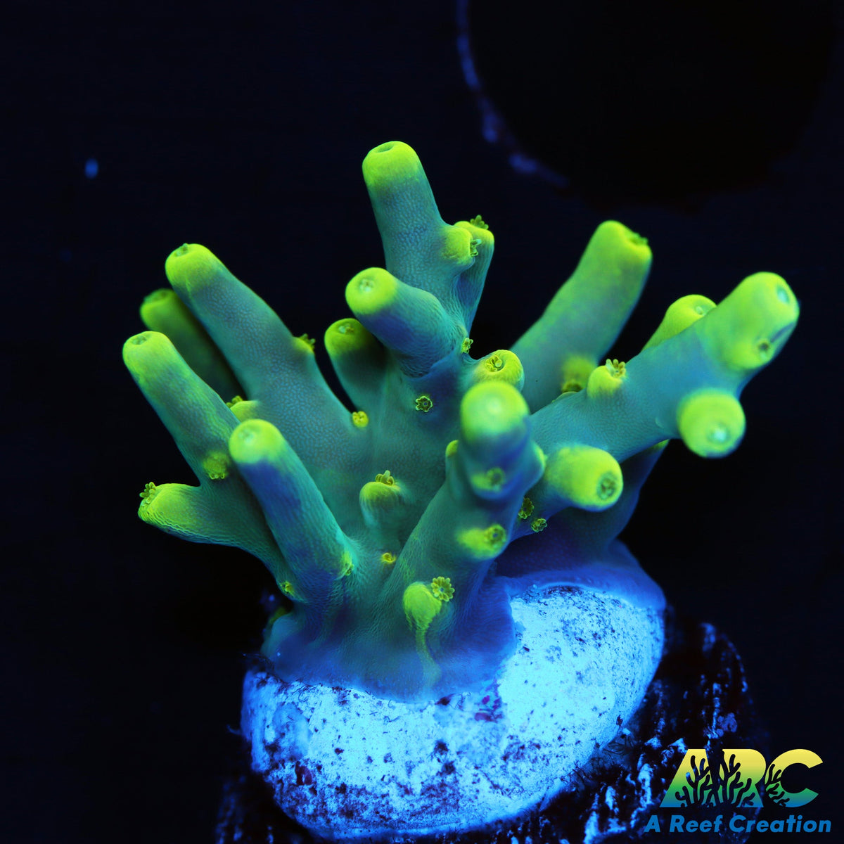 Pratt Reef Table Acro – A Reef Creation