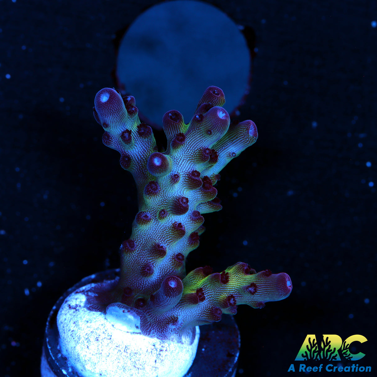 Lime Wonderland Acro