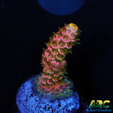 ASD Rainbow Milli