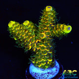 RRC Rainbow Splice Green side