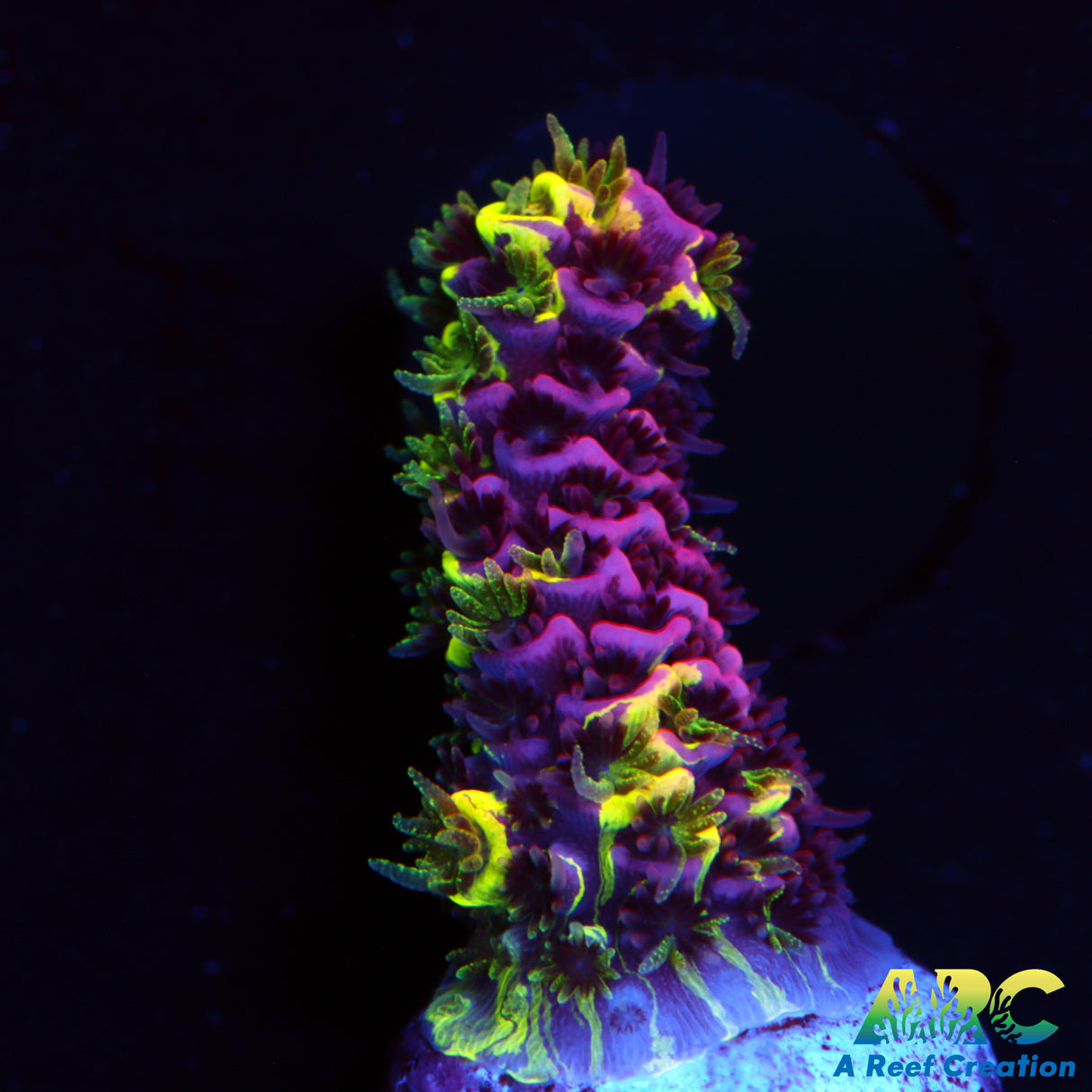 RRC Rainbow Splice Acro Mostly Red