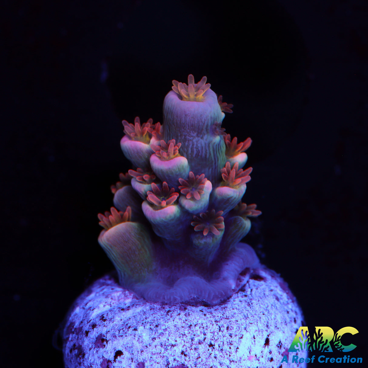 TGC Cherry Bomb