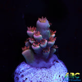 TGC Cherry Bomb