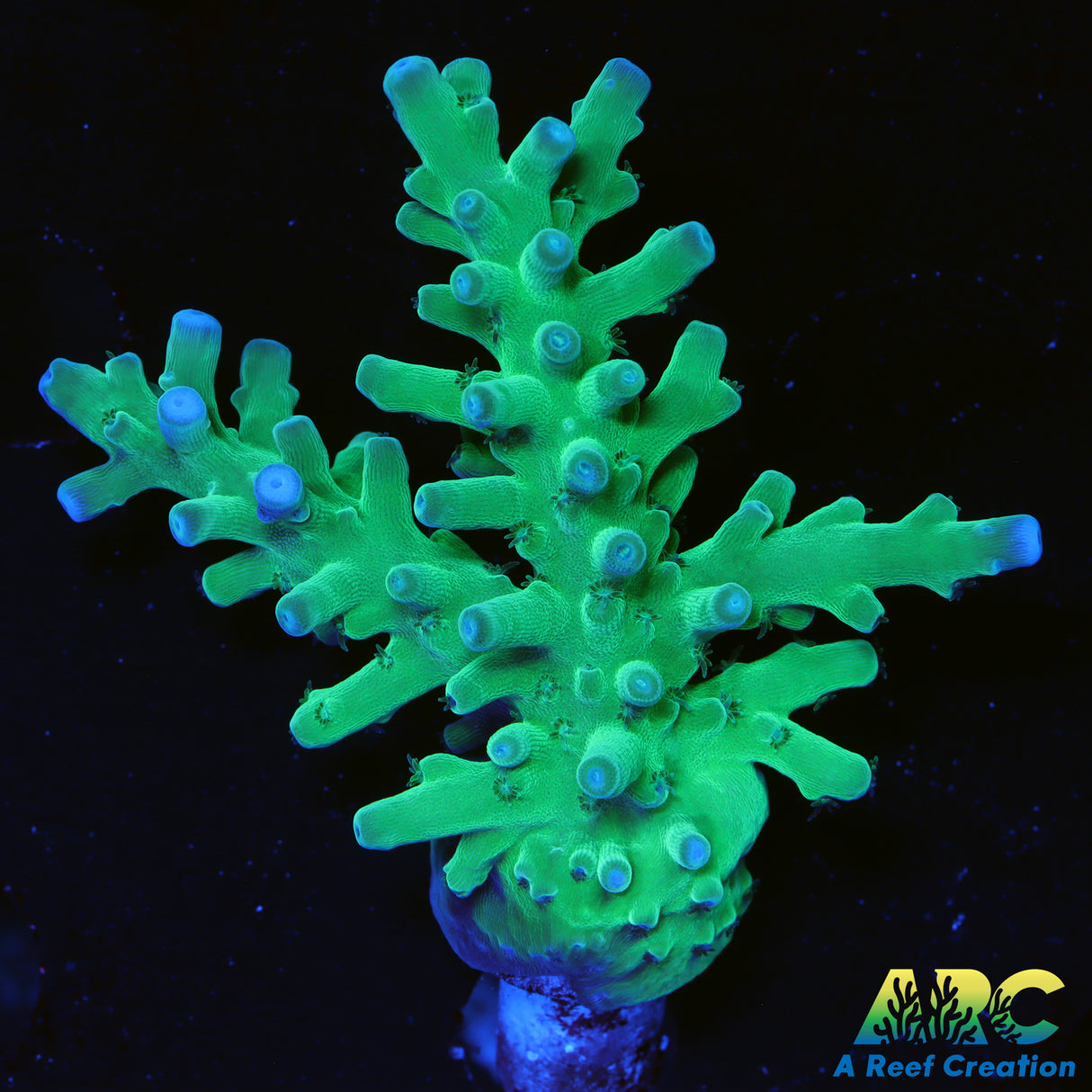 ARC Teal Navini Acro