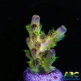 TCK Kaleidascope Acro
