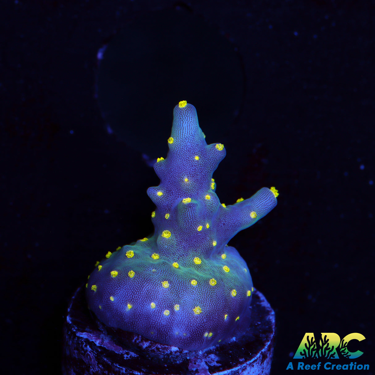 ARC Bonsai Acro